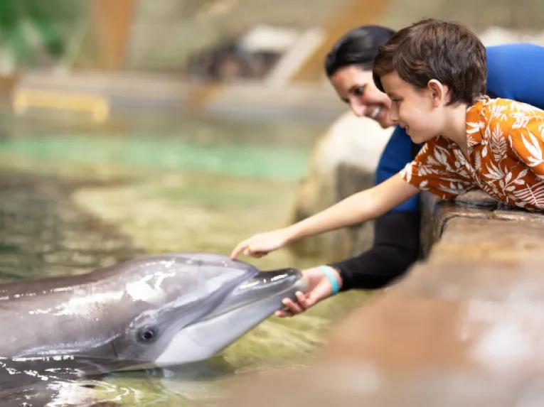 SeaWorld Orlando Dolphin Encounter