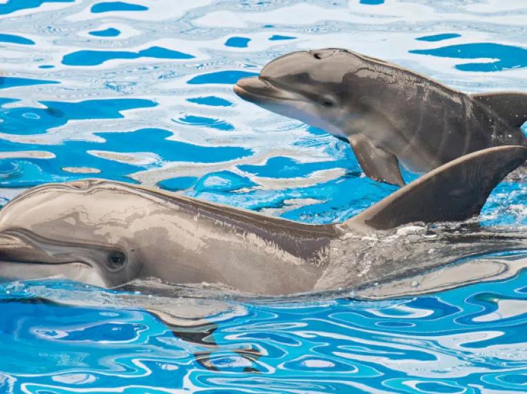 SeaWorld Orlando Dolphin Encounter