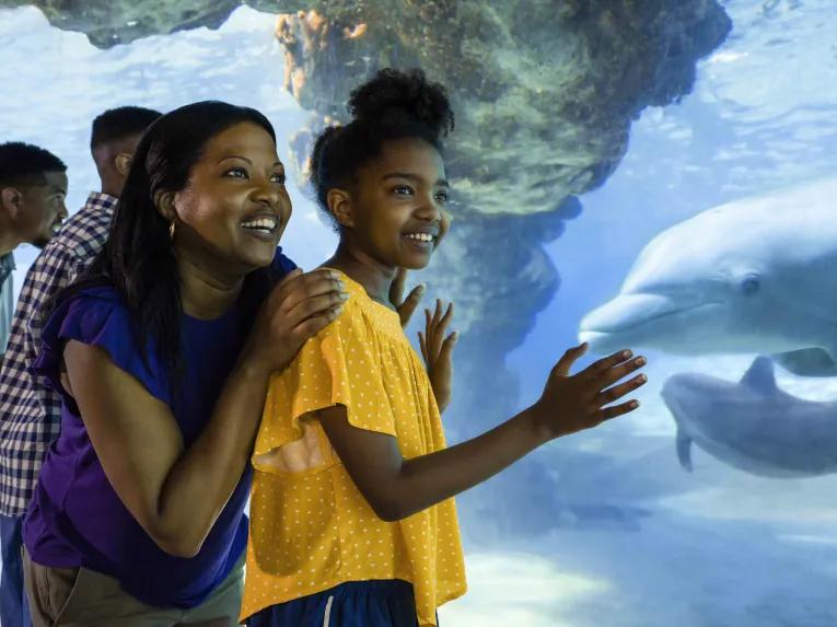 SeaWorld Dolphin Encounter