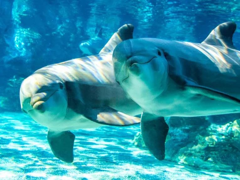 SeaWorld Dolphin Encounter