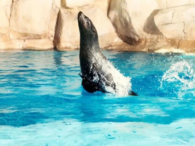 Sea Lion Meet & Greet at Atlantis Dubai