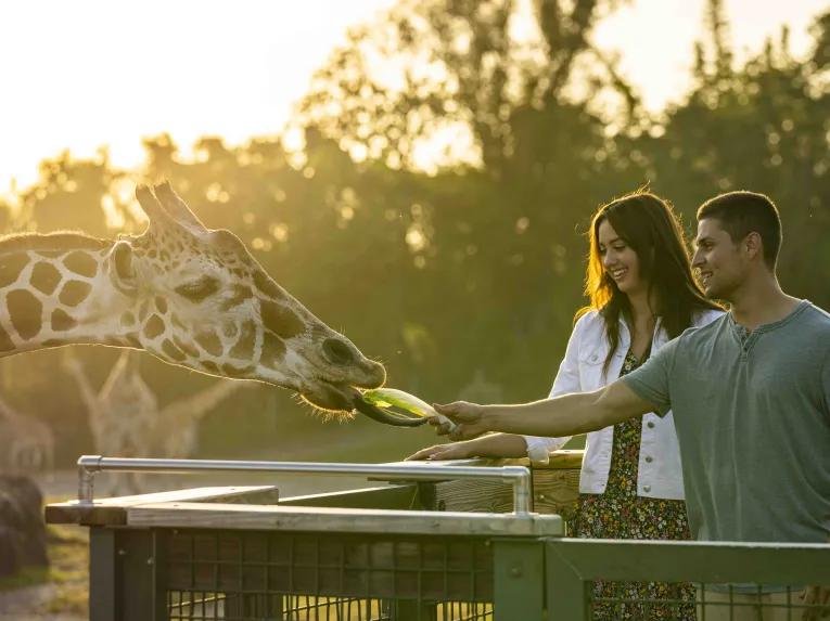 Couple feeding a giraffe on the Serengeti Safari at Busch Gardens