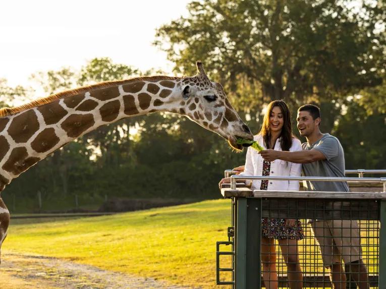 Couple feeding a giraffe on the Serengeti Safari at Busch Gardens