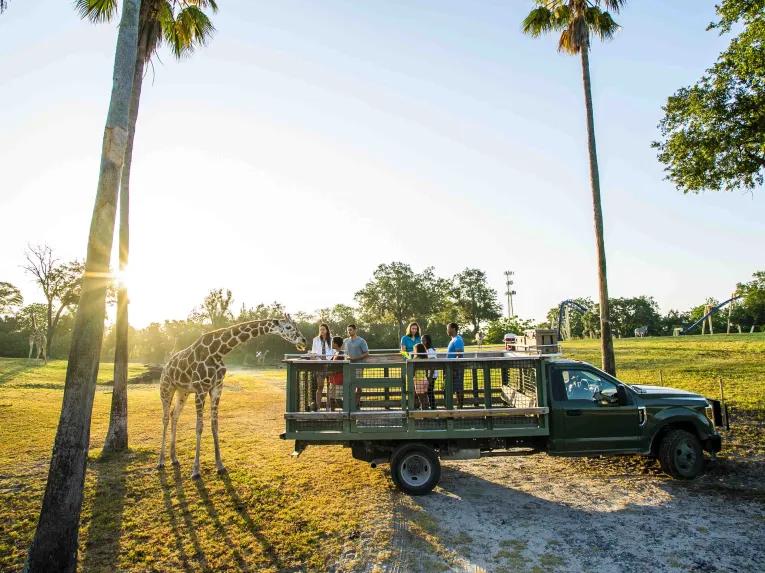 Couple feeding a giraffe on the Serengeti Safari at Busch Gardens