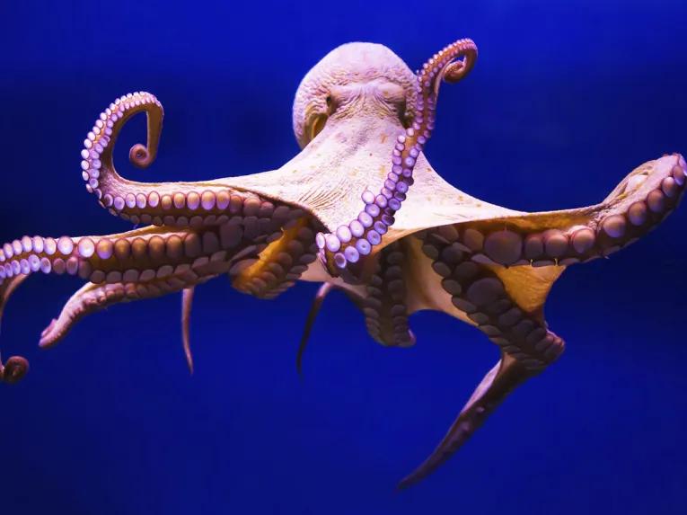 Octopus