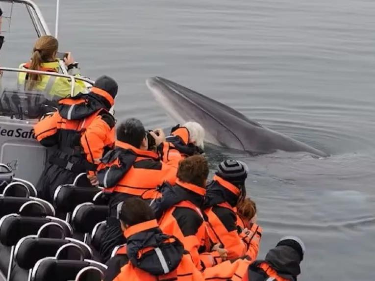 group-on-boat-by-whale