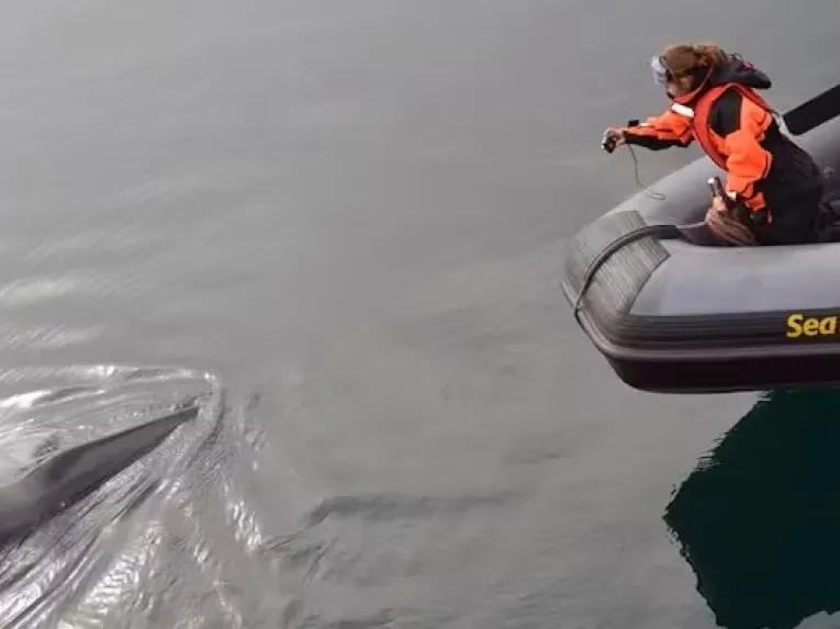 whale-by-boat
