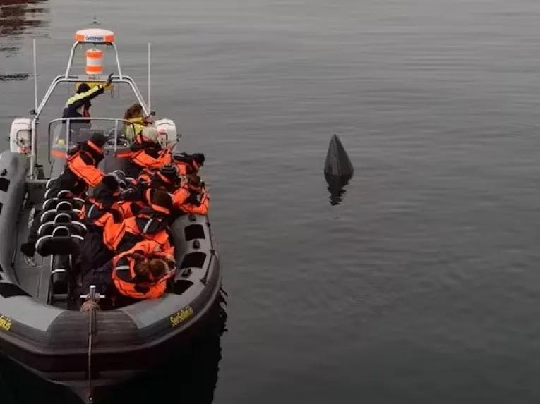 whale-poking-out-of-water