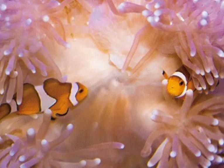 Loro Park Tenerife Aquarium - Clown Fish