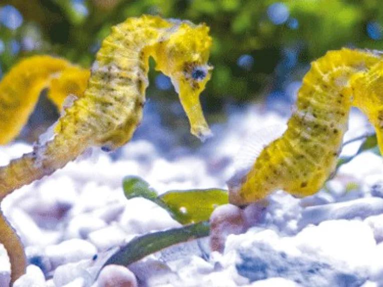 Seahorses Loro Parque Aquariun