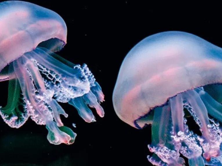 Loro Parque Aquarium Tenerife Jellyfish
