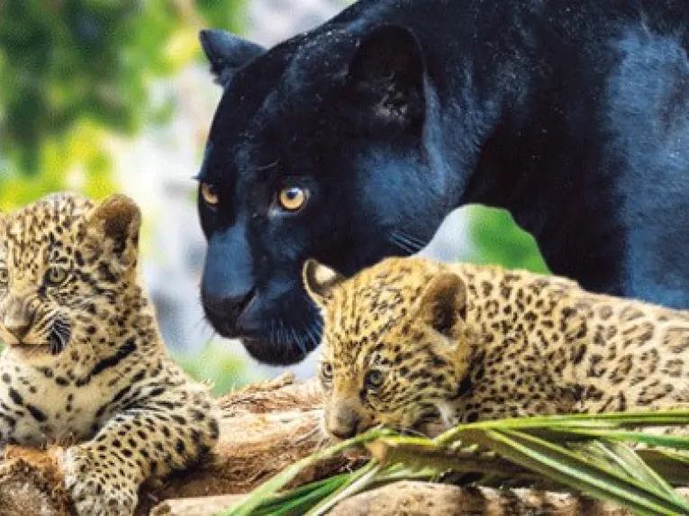 Big Cats at Loro Parque Tenerife