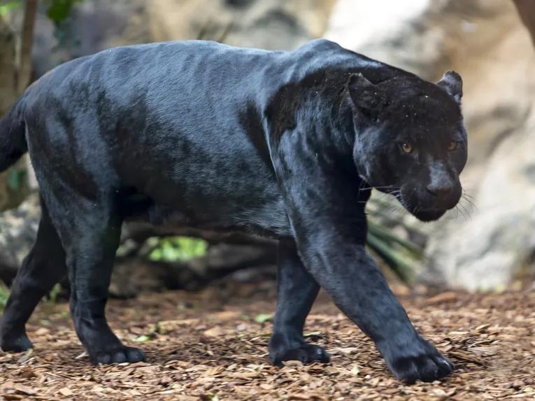 Loro Parque Big Cats