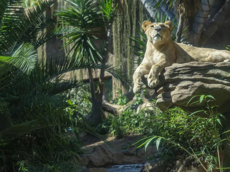 Loro Parque Big Cats