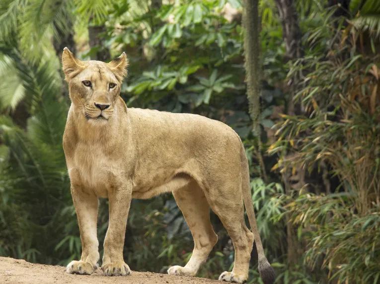 Loro Parque Big Cats