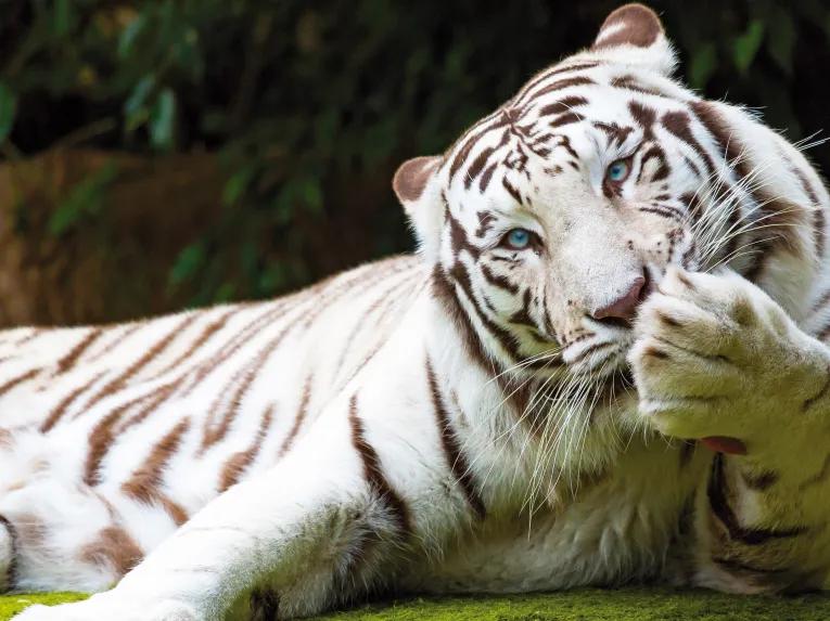 Loro Parque Big Cats