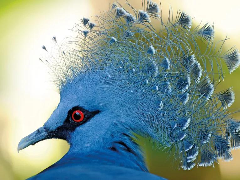Birds at Loro Parque
