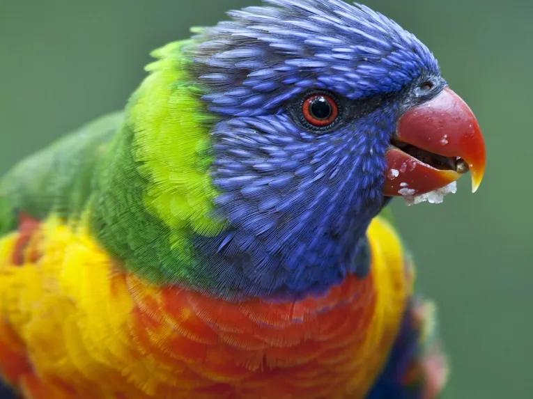 Birds and Parrots at Loro Parque Tenerife
