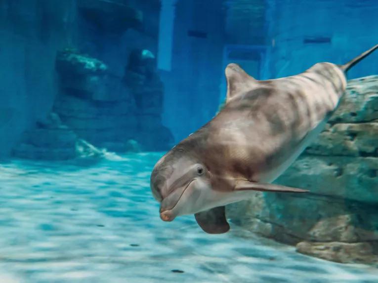 dolphin at Clearwater Aquarium