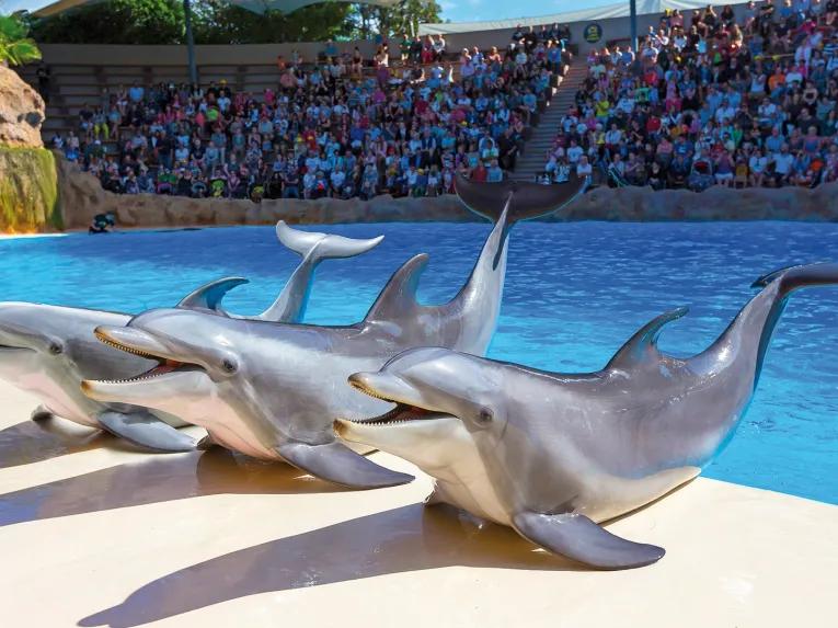 Dolphins at Loro Parque