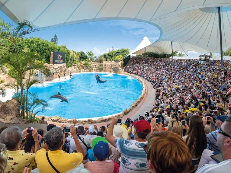 Dolphin Show at Loro Parque Tenerife