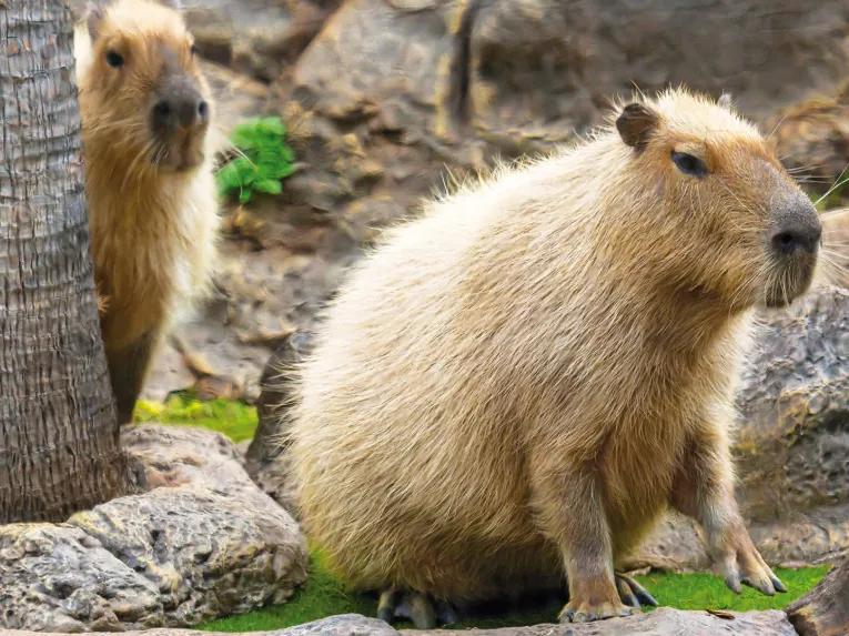 Capybara at Loro Parque