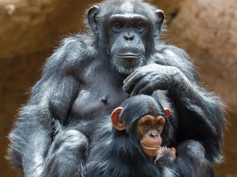 Chimpanzee at Loro Parque