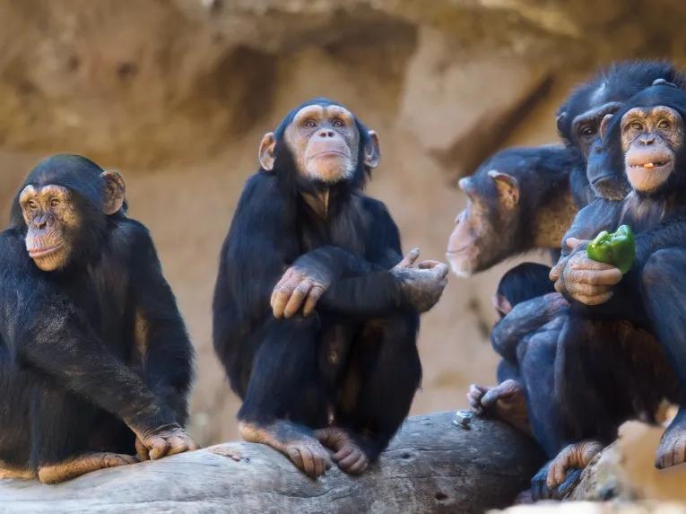 Chimpanzee at Loro Parque