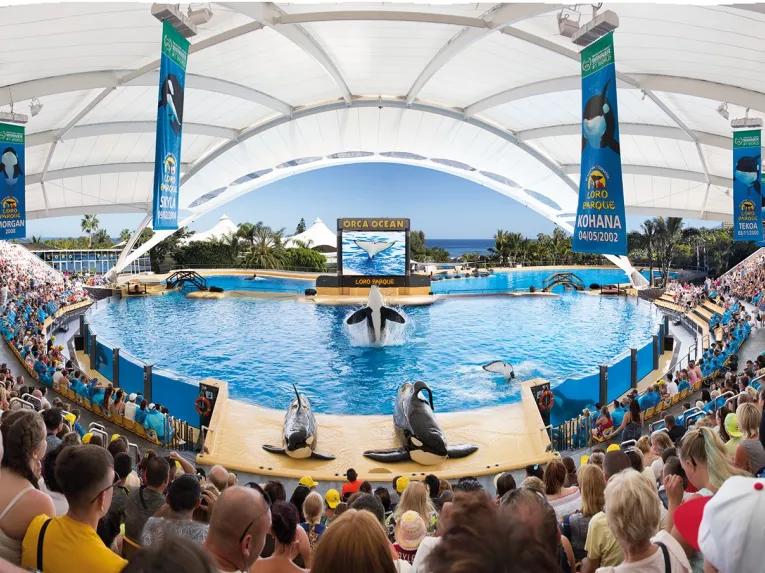 Orcas Loro Parque in Tenerife Spain