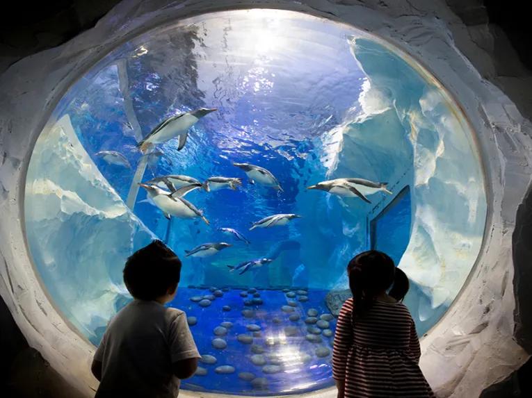 Sealife-viewing-portal