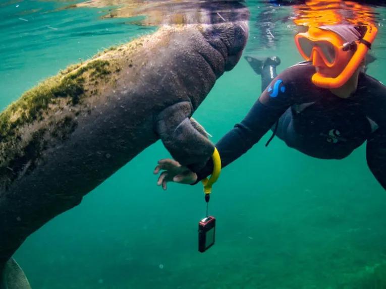 Swim with the Manatee