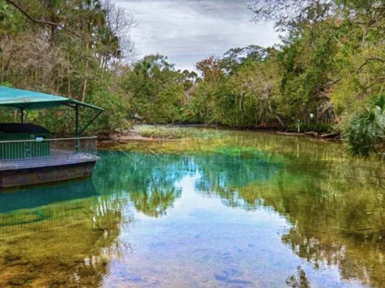 Swim with the Manatee