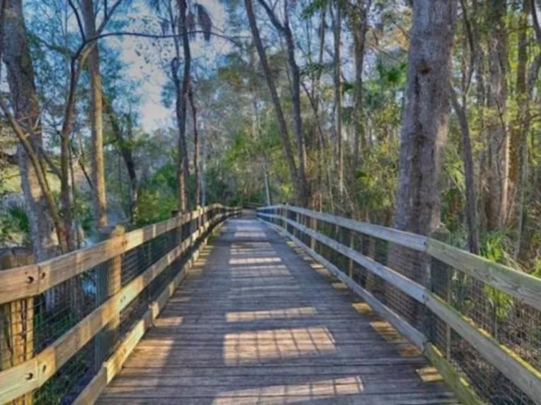 Swim with the Manatee