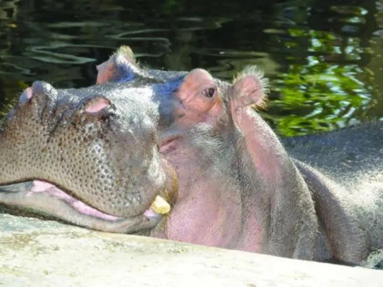 Swim with the Manatee