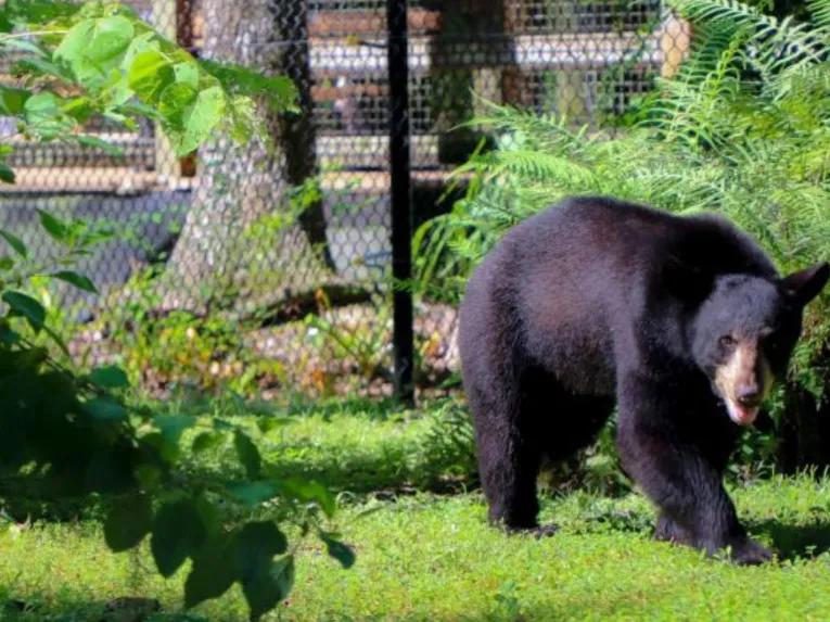 Swim with the Manatee