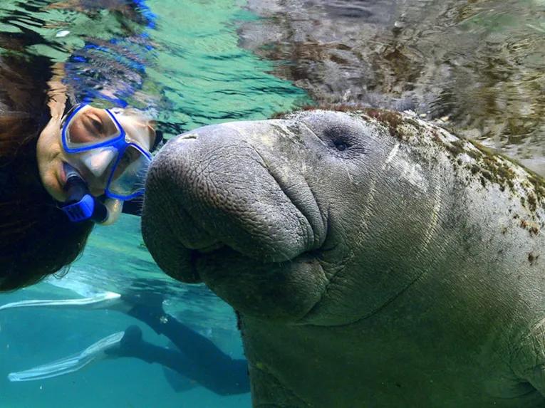 Swim with the Manatee