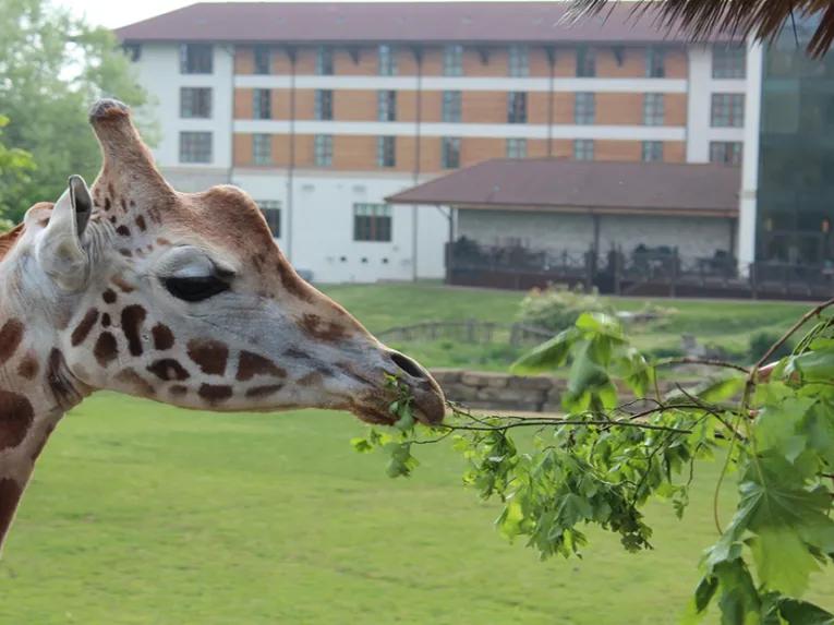 Giraffe