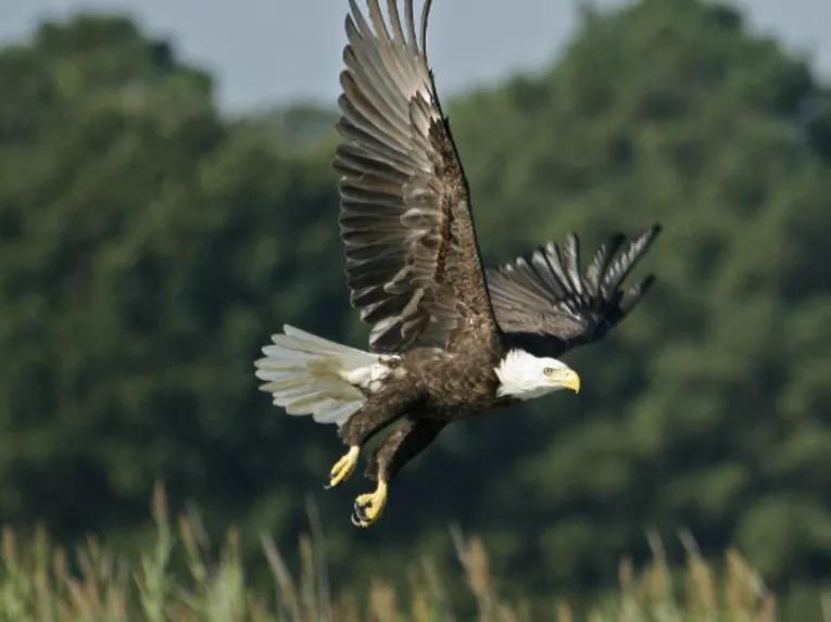 Airboat Ride and Gatorland Park Combo with Transportation