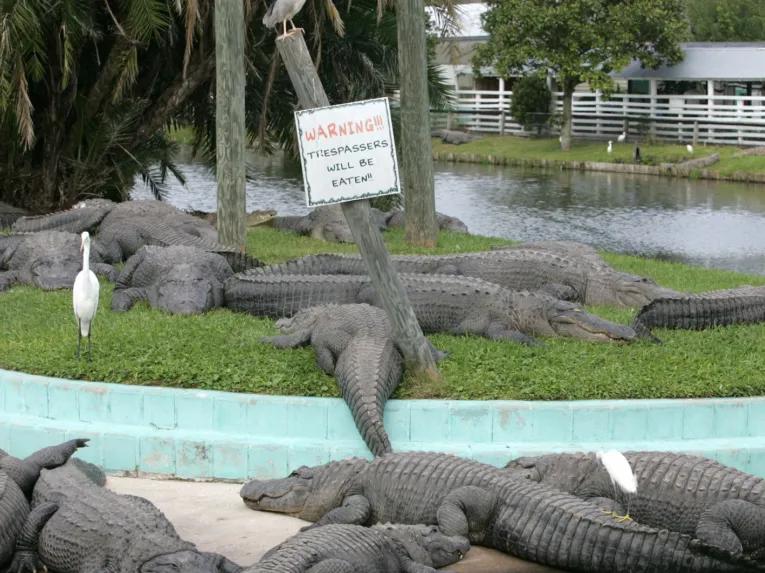 Airboat Ride and Gatorland Park Combo with Transportation