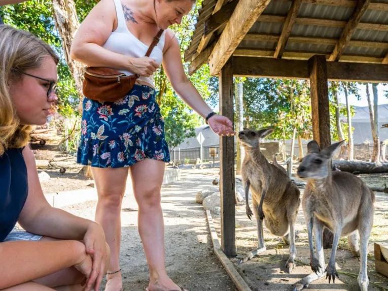 Mossman Gorge, Daintree and Wildlife Tour from Port Douglas 