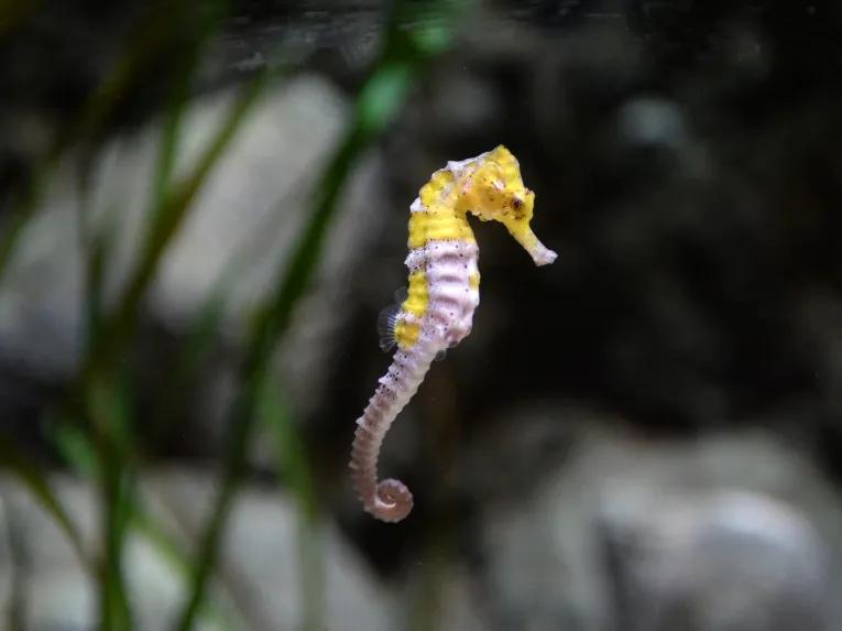 seahorse