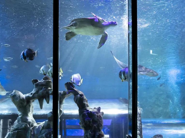 Tortoise-swimming-with-fish