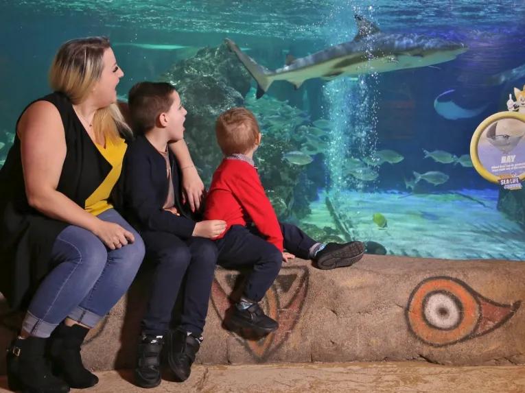 family-looking-at-sharks