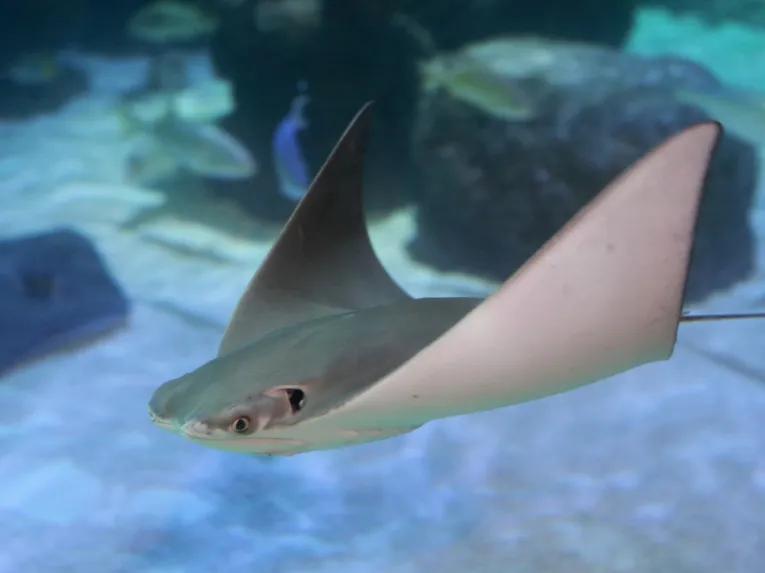 stingray