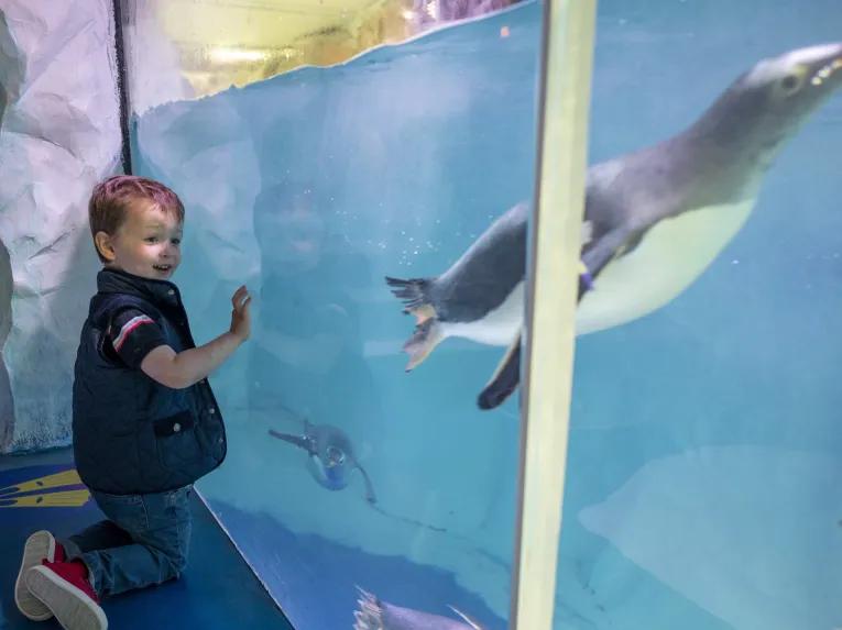 Sea Life Birmingham Penguin