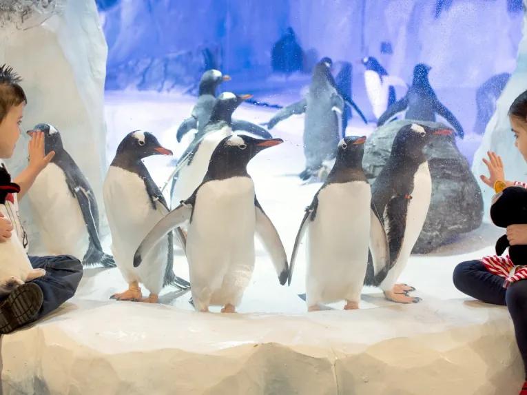 Sea Life Birmingham Penguin