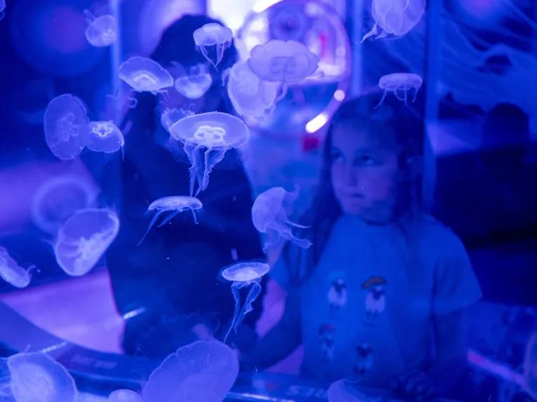 Sea Life Birmingham Jellyfish