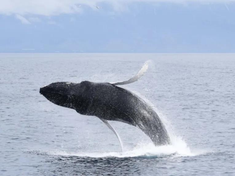 whale-jumping-out-of-water