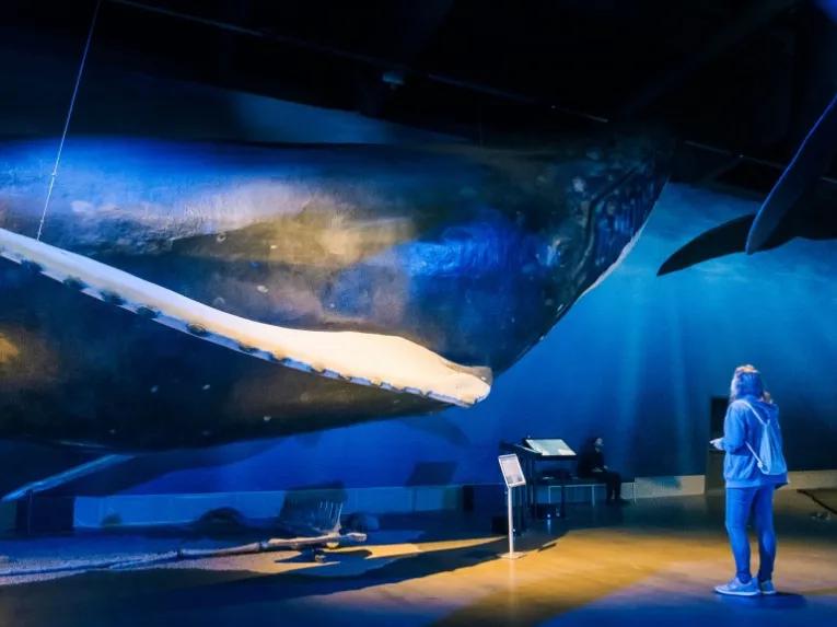 person-next-to-whale-exhibit