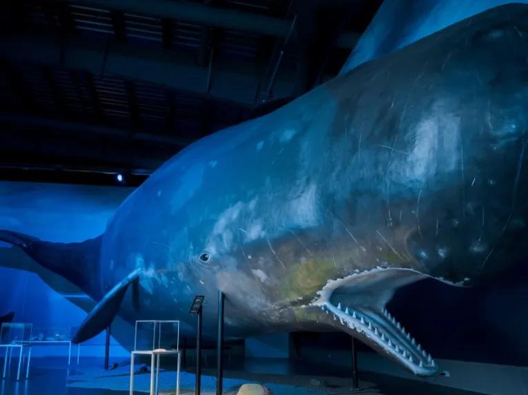 whale-exhibit